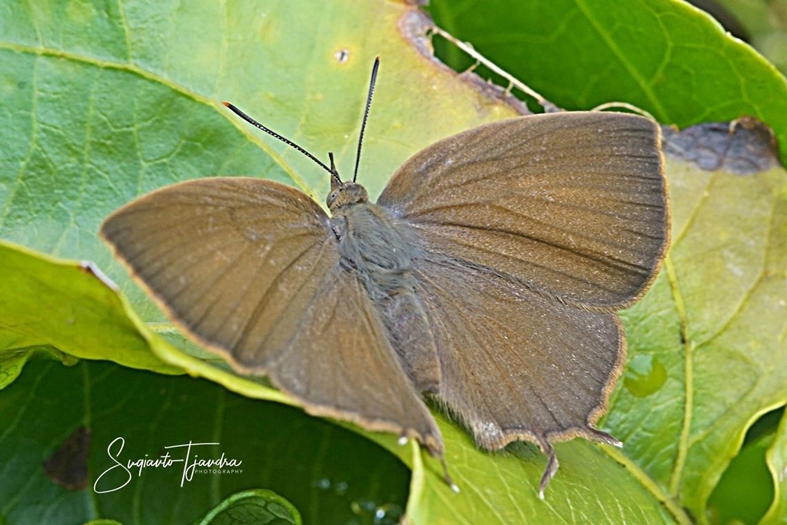 The Acacia Blue (Surendra vivarna amisena) - Upperside, female  Acacia blue,Geotagged,Indonesia,Summer,Surendra vivarna
