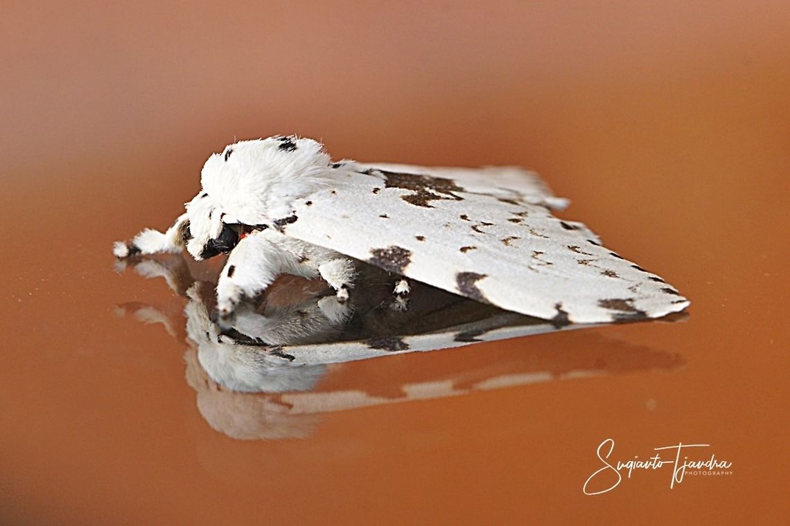 "Reflection" Tussock Moth (Lymantria marginalis, Lymantriinae)  Geotagged,Indonesia,Lymantria marginalis,Summer