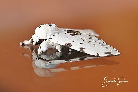 "Reflection" Tussock Moth (Lymantria marginalis, Lymantriinae)  Geotagged,Indonesia,Lymantria marginalis,Summer