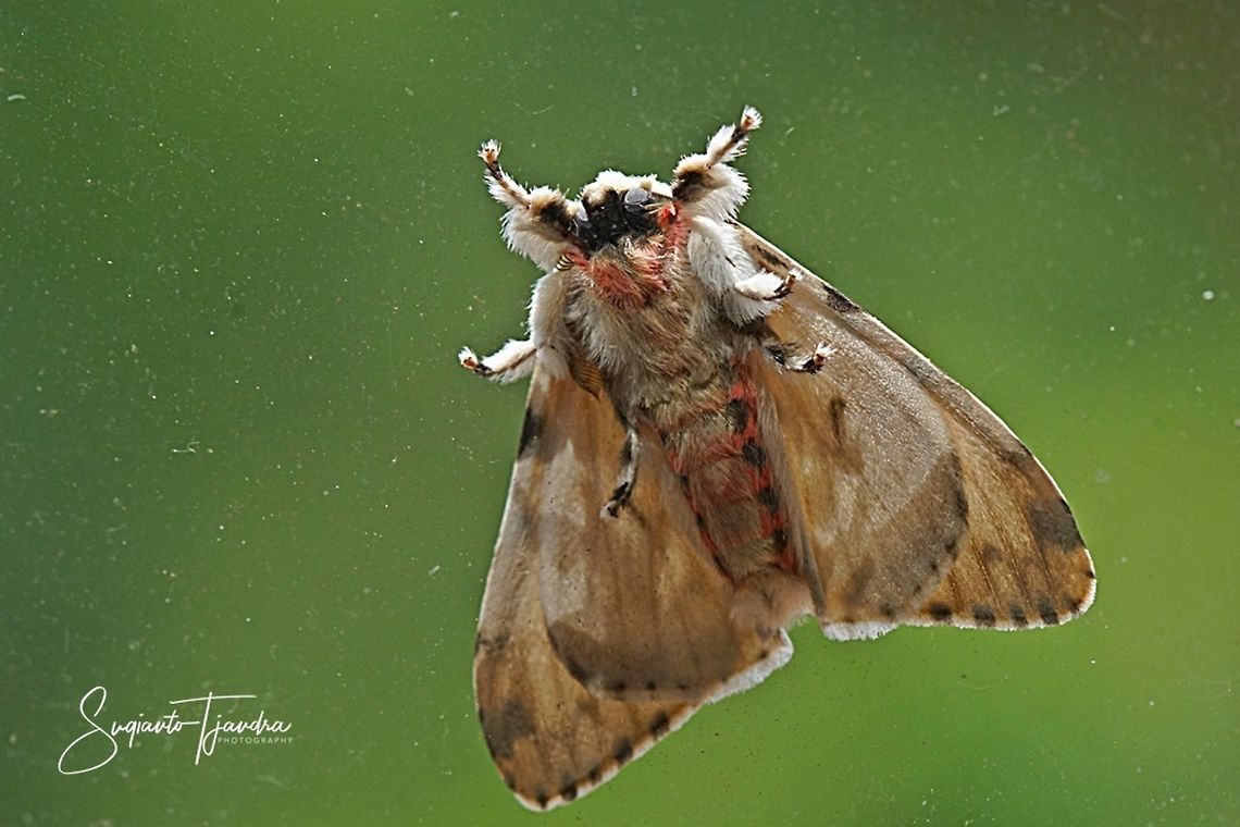 Behind the glass window" Tussock Moth (Lymantria marginalis, Lymantriinae) - underside  Geotagged,Indonesia,Lymantria marginalis,Summer