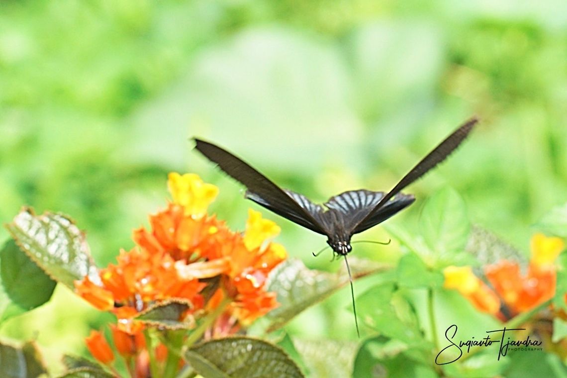 Great Mormon Butterfly, Papilio Memnon Agenor  Geotagged,Great Mormon,Indonesia,Papilio memnon,Summer