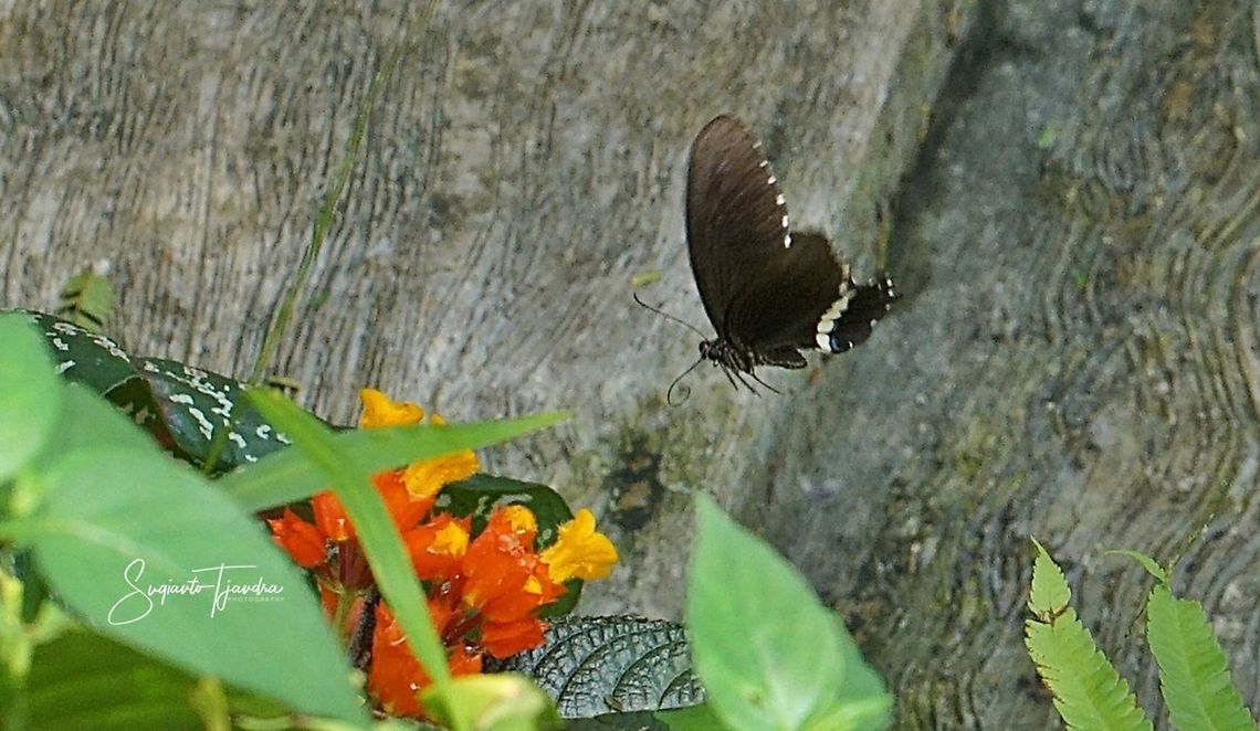 Common Mormon Butterfly (Papilio polytes romulus)  Geotagged,Indonesia,Summer