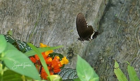 Common Mormon Butterfly (Papilio polytes romulus)  Geotagged,Indonesia,Summer