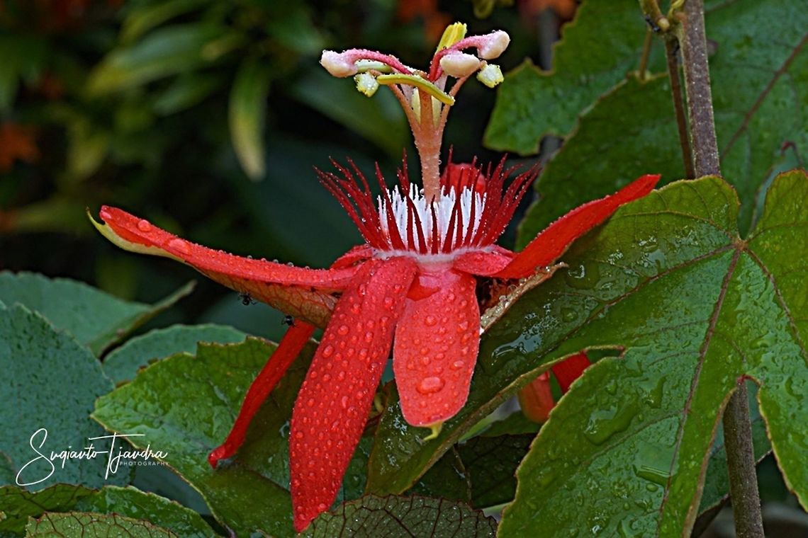 The Crimson Passion Flower, Passiflora Vitifolia (Passifloraceae)  Geotagged,Indonesia,Passiflora vitifolia,Perfumed passionflower,Summer