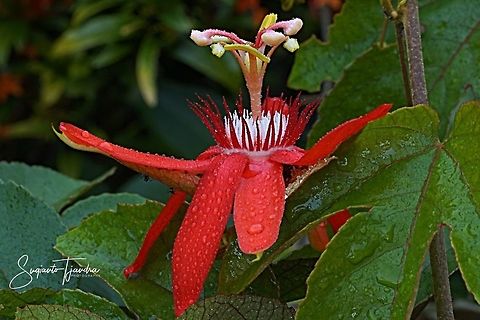 The Crimson Passion Flower, Passiflora Vitifolia (Passifloraceae)  Geotagged,Indonesia,Passiflora vitifolia,Perfumed passionflower,Summer
