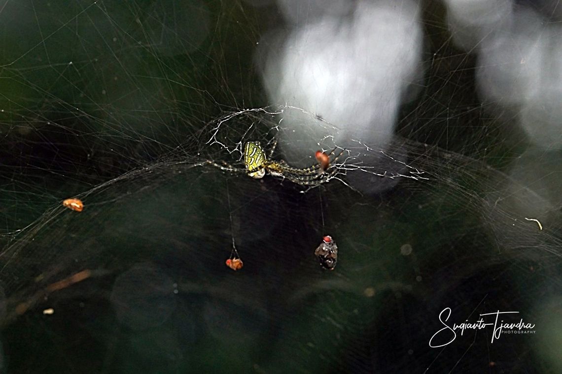 Tropical Tent-web spider (Cyrtophora) w/preys  Geotagged,Indonesia,Summer