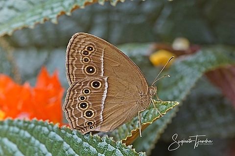 Dingy Bush Brown (Mycalesis perseus cepheus)  Dingy bushbrown,Geotagged,Indonesia,Mycalesis perseus,Summer