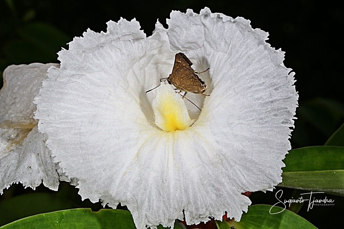 Crepe Ginger flower,Costaceae w/skipper butterfly  Geotagged,Indonesia,Summer