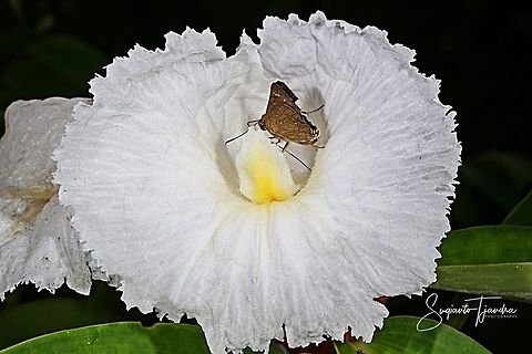 Crepe Ginger flower,Costaceae w/skipper butterfly  Geotagged,Indonesia,Summer