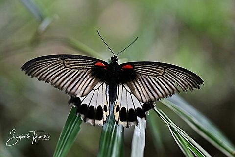 The great Mormon, Papilio memnon (Papilionidae)  Geotagged,Great Mormon,Indonesia,Papilio memnon,Summer