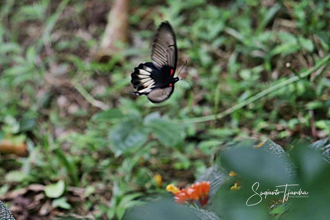 The great Mormon, Papilio memnon (Papilionidae) - flying  Geotagged,Great Mormon,Indonesia,Papilio memnon,Summer