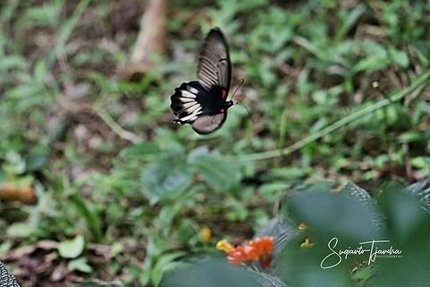 The great Mormon, Papilio memnon (Papilionidae) - flying  Geotagged,Great Mormon,Indonesia,Papilio memnon,Summer