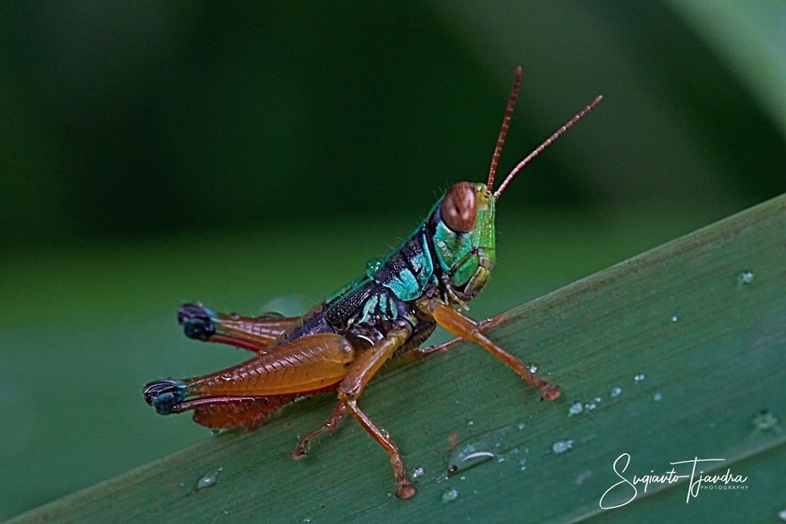 Grasshopper, Caryandra Spuria  Geotagged,Indonesia,Summer