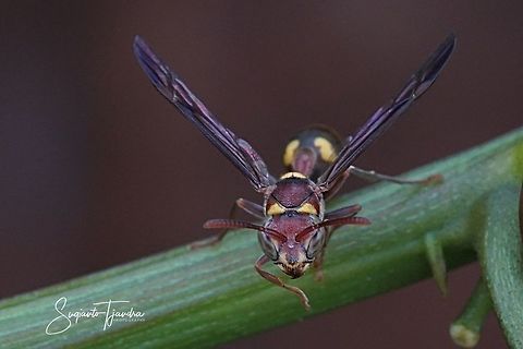 Small Brown Paper Wasp, Ropalidia Sp  Geotagged,Indonesia,Summer