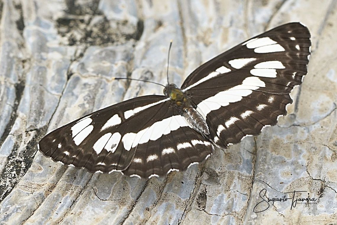 The Common Sailor ( Neptis Hylas Matuta)  Common Sailer,Geotagged,Indonesia,Neptis hylas,Summer