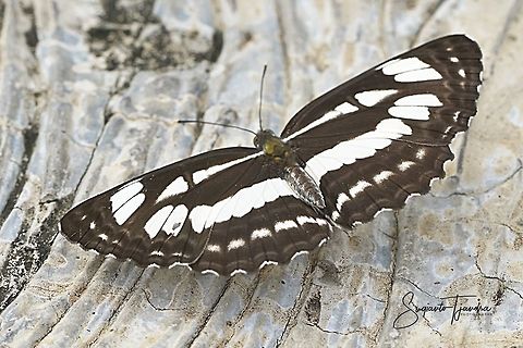The Common Sailor ( Neptis Hylas Matuta)  Common Sailer,Geotagged,Indonesia,Neptis hylas,Summer