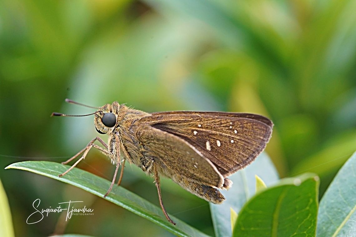Skipper Butterfly, small branded swift (Pelopidas agna)  Dark branded swift,Geotagged,Indonesia,Pelopidas agna,Summer