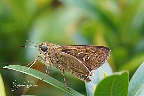 Skipper Butterfly, small branded swift (Pelopidas agna)  Dark branded swift,Geotagged,Indonesia,Pelopidas agna,Summer