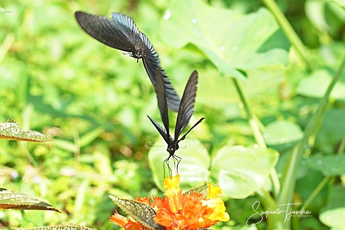 A pair of Great Mormon Butterflies, Papilio Memnon Agenor  Geotagged,Great Mormon,Indonesia,Papilio memnon,Summer