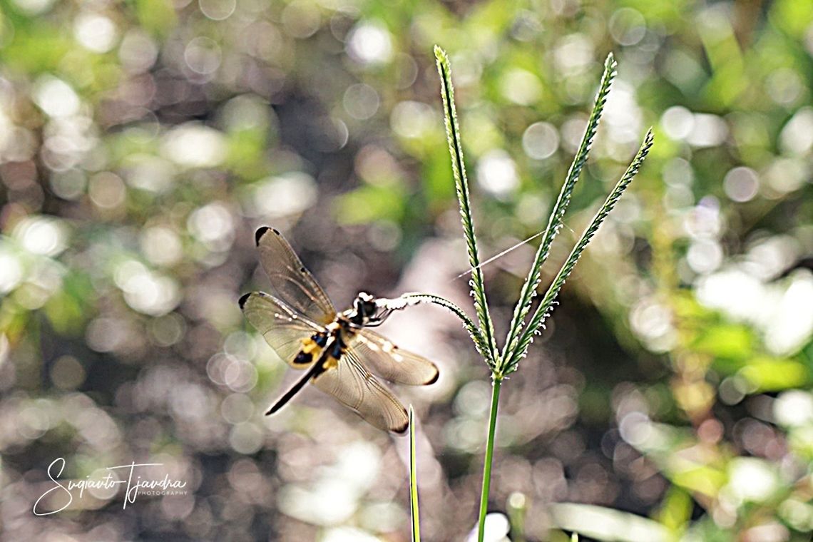 The yellow-striped flutterer dragonfly (Rhyothemis phyllis)  Geotagged,Indonesia,Rhyothemis phyllis,Summer,Yellow-striped Flutterer