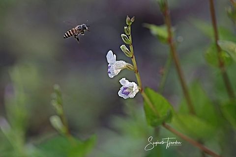 Honey bee  Geotagged,Indonesia,Summer