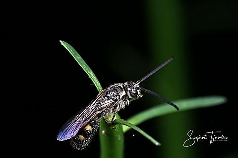 Scoliid Wasp  Geotagged,Indonesia,Summer