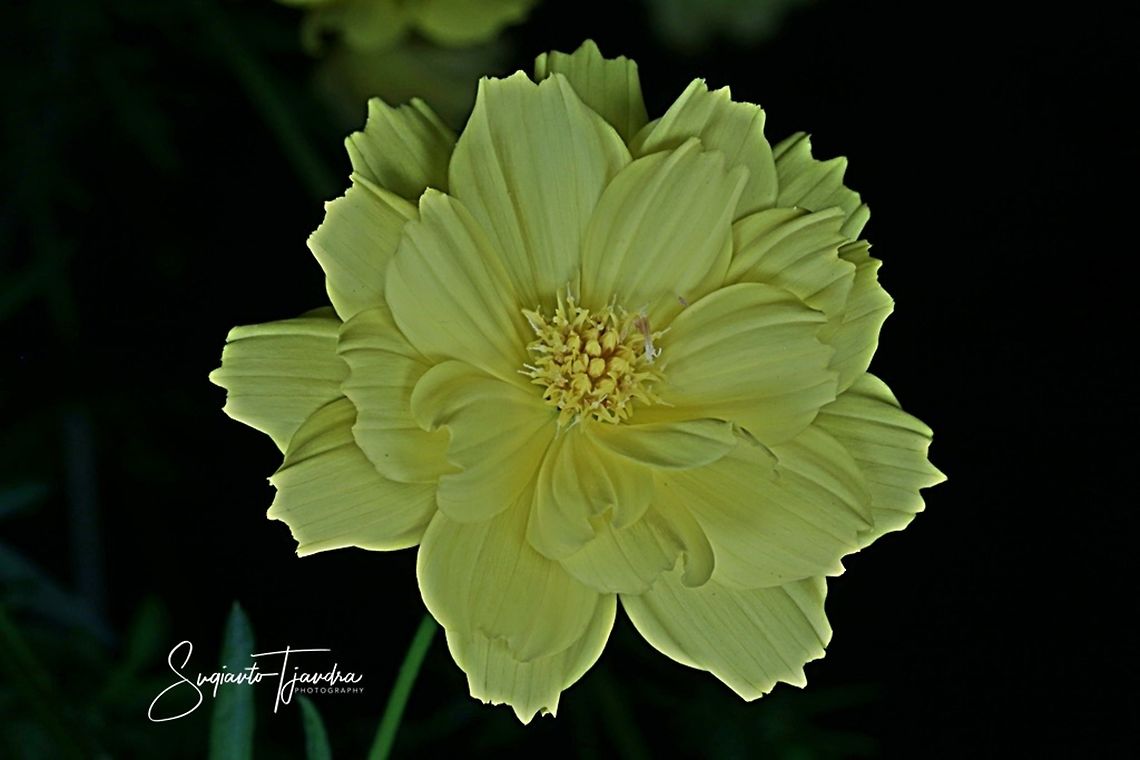 Yellow Cosmos (Cosmos sulphureus)  Cosmos sulphureus,Geotagged,Indonesia,Summer,Yellow Cosmos