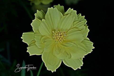 Yellow Cosmos (Cosmos sulphureus)  Cosmos sulphureus,Geotagged,Indonesia,Summer,Yellow Cosmos