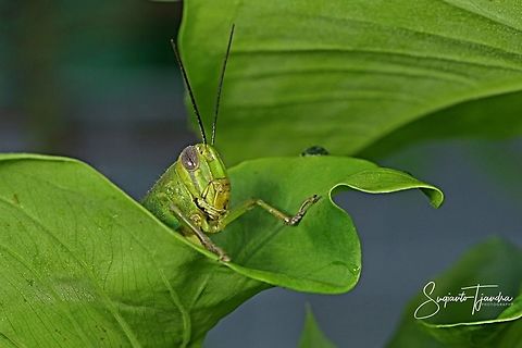 Green locust  Geotagged,Indonesia,Summer