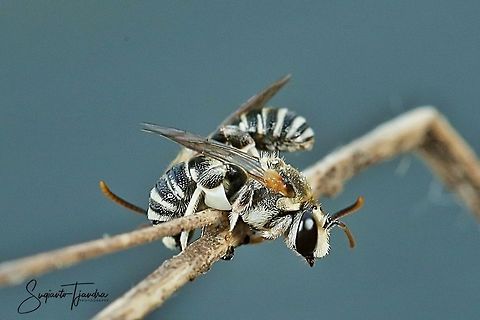 Amegilla Bees  Geotagged,Indonesia,Summer