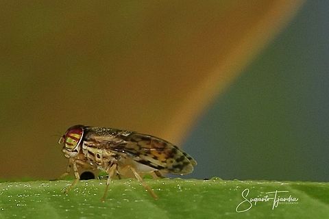 Fruit fly  Geotagged,Indonesia,Summer