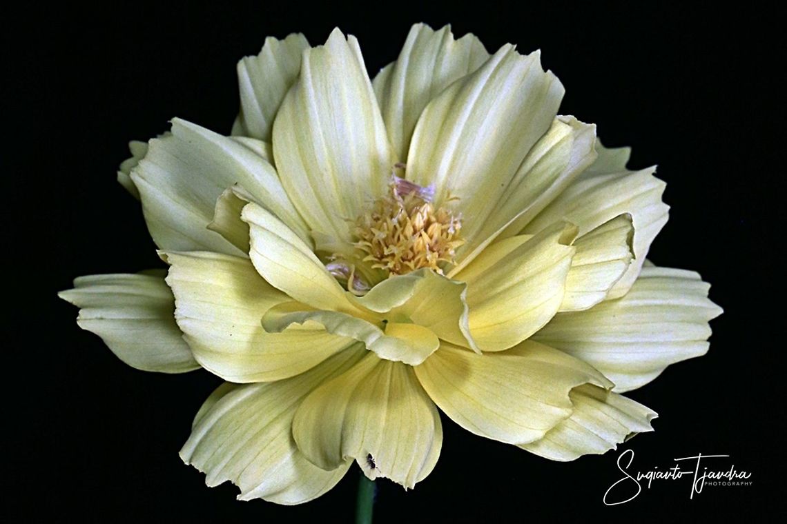 Yellow Cosmos (Cosmos sulphureus)  Geotagged,Indonesia,Summer