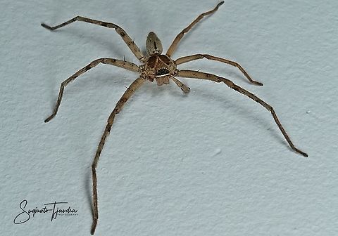 Huntsman Spider - Heteropoda venatoria (Linnaeus)  Geotagged,Heteropoda venatoria,Indonesia,Summer