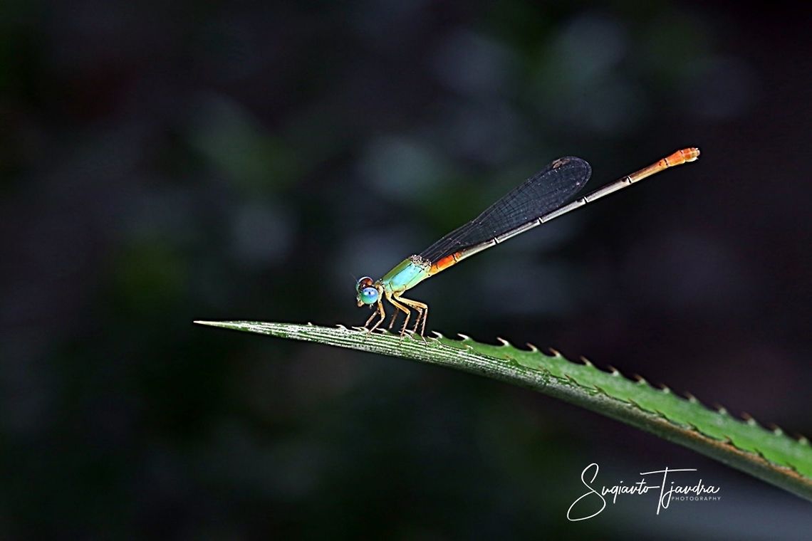 Bi-coloured damselfly - Ceriagrion cerinorubellum  Bi-coloured damsel,Ceriagrion cerinorubellum,Geotagged,Indonesia,Summer