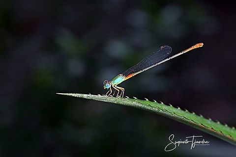 Bi-coloured damselfly - Ceriagrion cerinorubellum  Bi-coloured damsel,Ceriagrion cerinorubellum,Geotagged,Indonesia,Summer