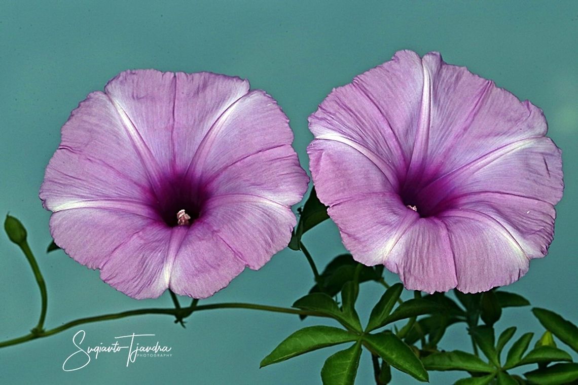 Morning Glory Creeper, Ipomoea cairica  Geotagged,Indonesia,Ipomoea cairica,Mile-a-Minute vine,Summer