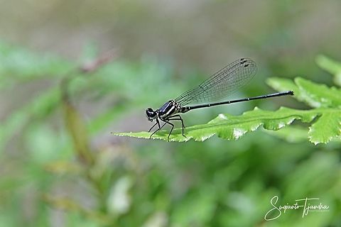 Damselfly (unknown species)  Geotagged,Indonesia,Summer