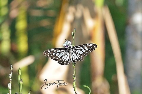Dark Glassy Tiger (Parantica agleoides agleoides)  Dark Glassy Tiger,Geotagged,Indonesia,Parantica agleoides,Summer
