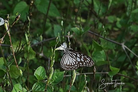 Dark Glassy Tiger (Parantica agleoides agleoides)  Dark Glassy Tiger,Geotagged,Indonesia,Parantica agleoides,Summer