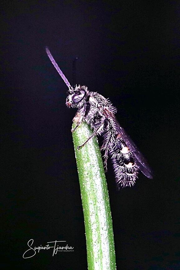 Scoliid Wasp  Geotagged,Indonesia,Summer