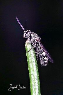 Scoliid Wasp  Geotagged,Indonesia,Summer