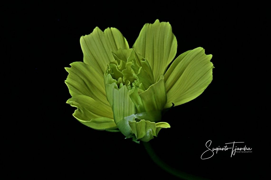 Yellow Cosmos (Cosmos sulphureus) - before full bloom  Geotagged,Indonesia,Summer