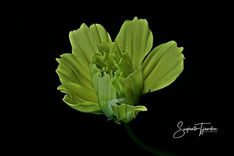 Yellow Cosmos (Cosmos sulphureus) - before full bloom  Geotagged,Indonesia,Summer