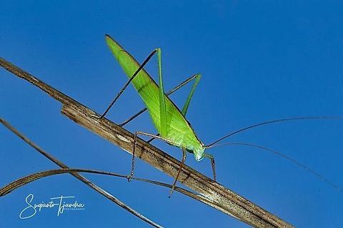 Fork-tailed Bush Katydid, Tettigoniidae  Geotagged,Indonesia,Summer