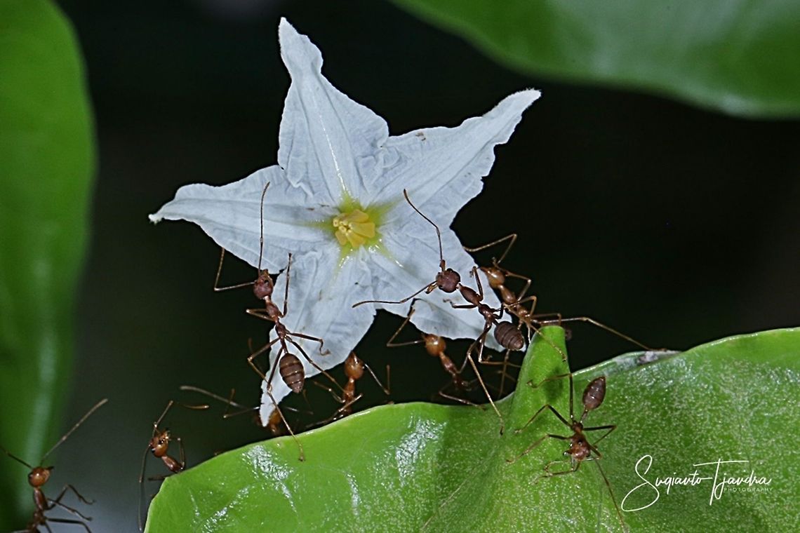 Solanum nigrum flower & Oecophylla ants  Geotagged,Indonesia,Solanum nigrum,Solanum nigrumEuropean black nightshade,Summer