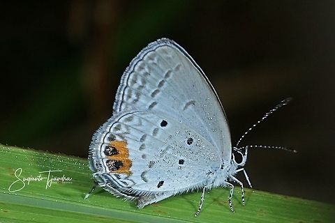 Cycad Blue Butterfly (Chilades pandava pandava)  Chilades pandava,Geotagged,Indonesia,Plains Cupid,Summer