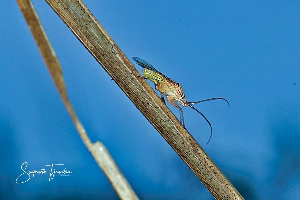 Plant bug (Hemiptera/Miridae)  Geotagged,Indonesia,Summer
