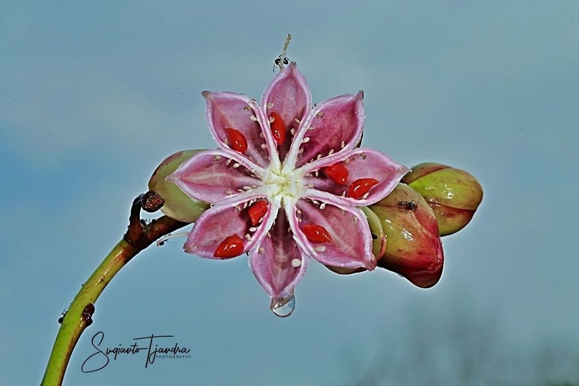 Flower from bushes (unknown ID)  Geotagged,Indonesia,Summer