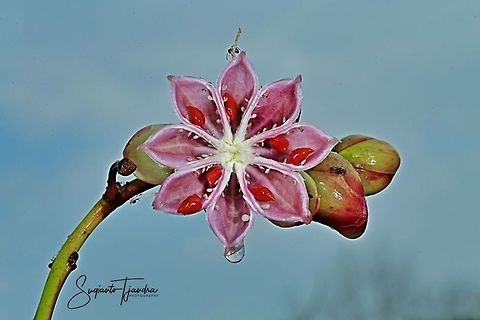 Flower from bushes (unknown ID)  Geotagged,Indonesia,Summer
