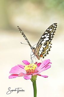 Common Lime butterfly (Papilio demoleus)  Common Lime Butterfly,Geotagged,Indonesia,Papilio demoleus,Summer